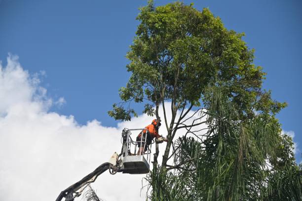 Trusted Augusta, ME Tree Care Experts